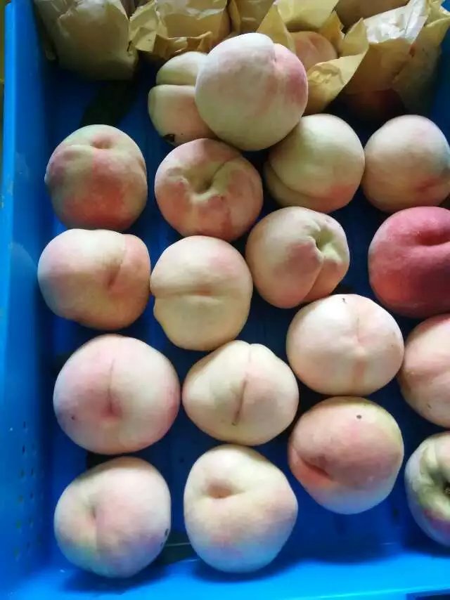 准备包装后装箱封箱的阳山水蜜桃