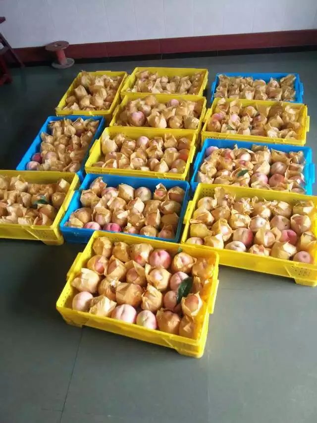 包装准备入盒发货的阳山水蜜桃