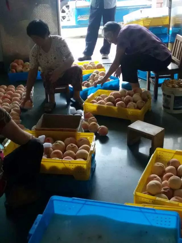 分拣包装阳山水蜜桃